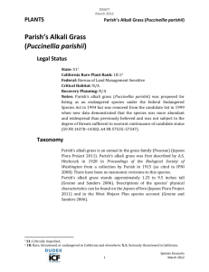 Parish`s Alkali Grass