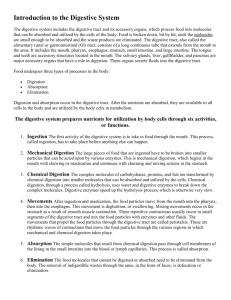 Introduction to the Digestive System