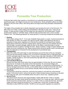 Poinsettia Tree Production