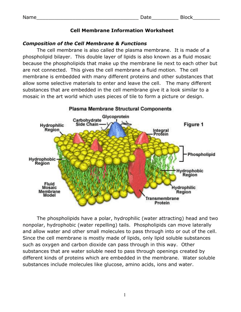 Cell membrane info worksheet Pertaining To Cell Membrane Coloring Worksheet