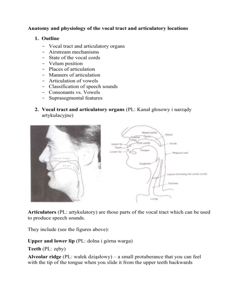 anatomy-and-physiology-of-the-vocal-tract-and-articulatory-locations