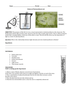 Lab: Photosynthesis with Elodea