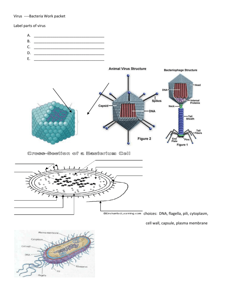 virus diagram worksheet