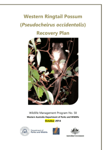 Western Ringtail Possum (Pseudocheirus occidentalis) Recovery Plan