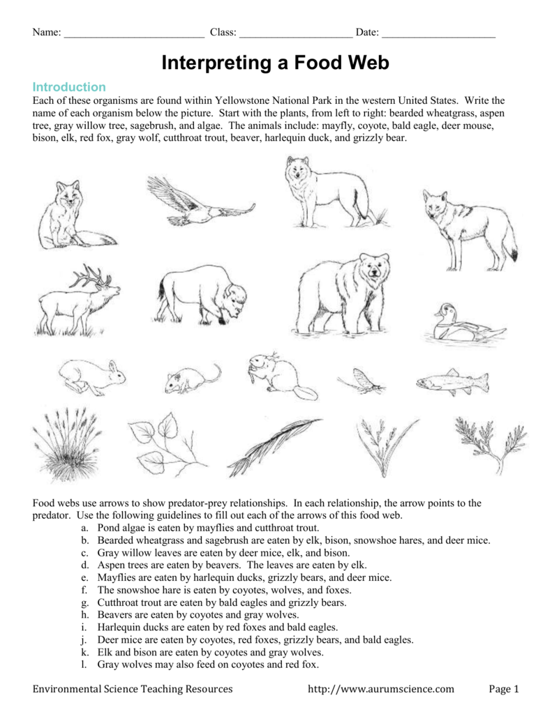 Interpreting A Food Web Worksheet