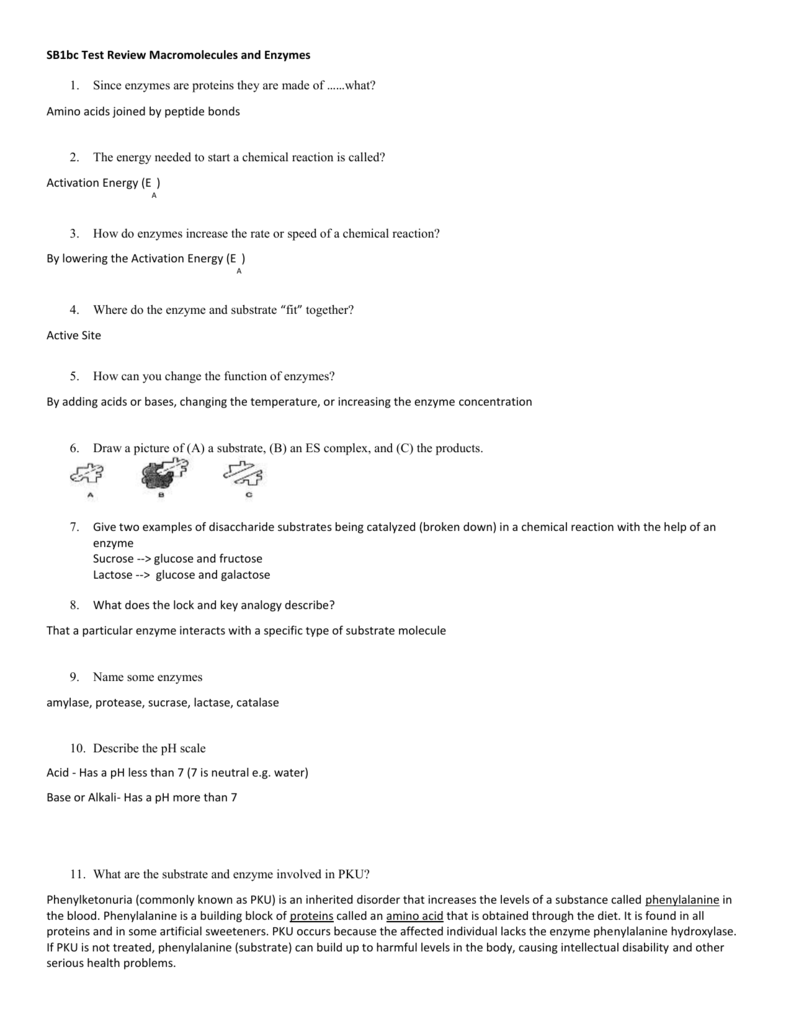 SB1bc Test Review Macromolecules And Enzymes Since Enzymes