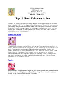 Top 10 Plants Poisonous to Pets