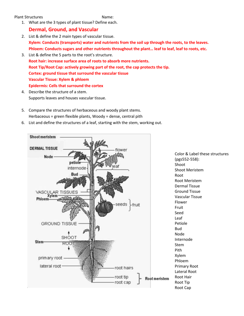 Flower And Leaf Structure Worksheet Answers Best Flower Site
