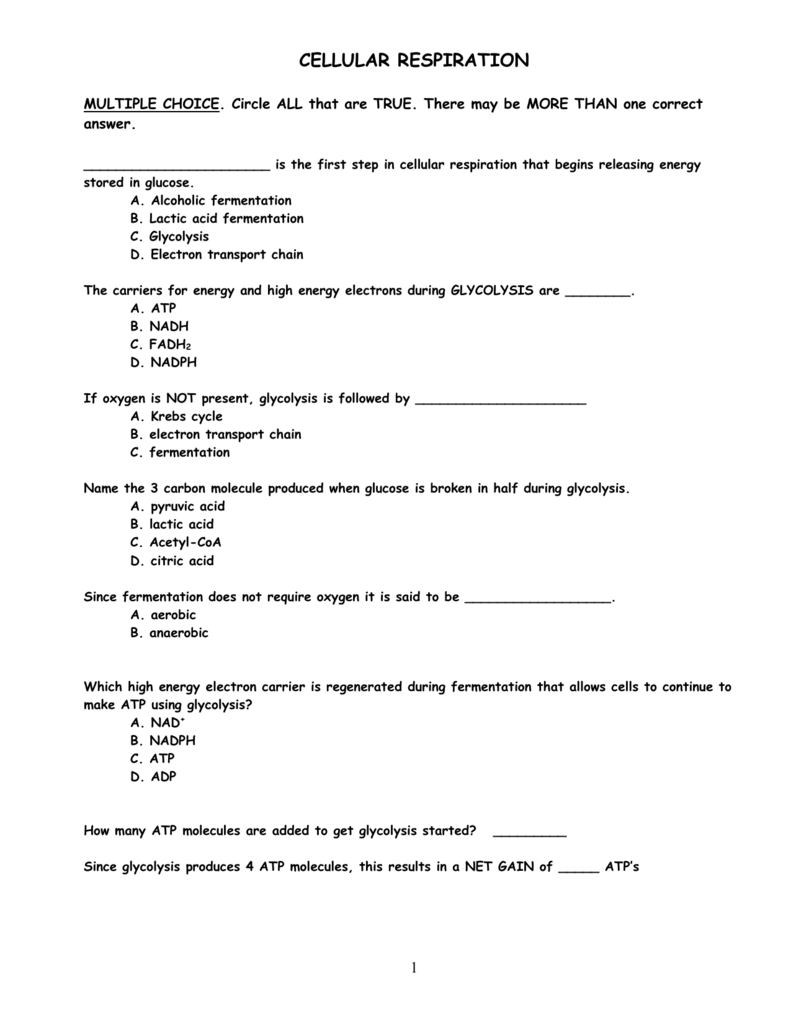 Honors Biology Cellular Respiration Worksheet Answers Thekidsworksheet