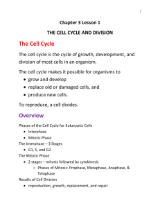 Phases of the Cell Cycle for Eukaryotic Cells