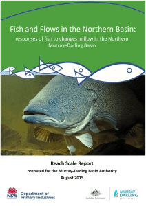 Fish and Flows in the Northern Basin - Murray