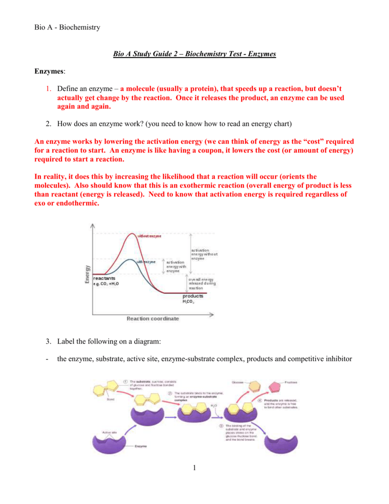 enzyme-study-guide-answers