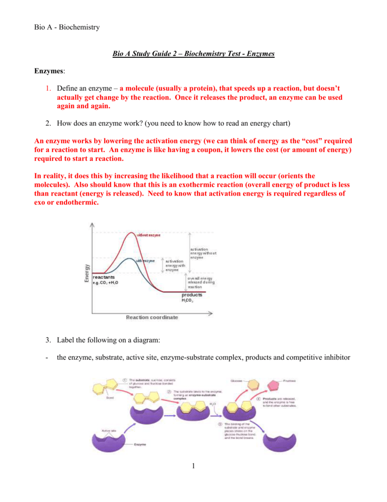  Enzyme Study Guide ANSWERS