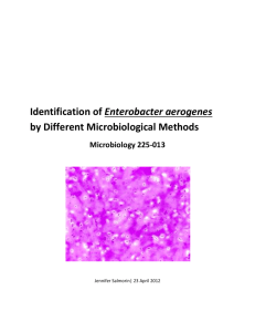 Identification of Enterobacter aerogenes by Different Microbiological