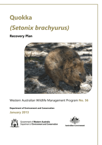 Quokka (Setonix brachyurus) - Department of the Environment