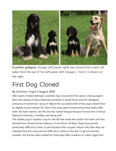 First Dog Cloned - Home All Things Canid.org