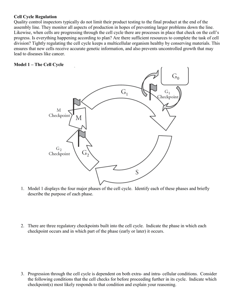 Cell Cycle Regulation Homework