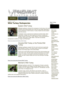 Wild Turkey Subspecies