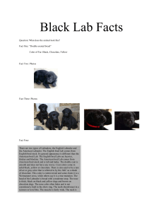 Black Lab Facts Question: What does the animal look like? Fact One