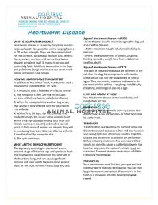 Heartworm Disease - Park Rose Animal Hospital