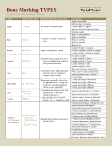List of Bone Marking Types