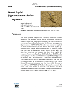 DesertPupfish