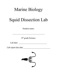 Marine Biology Squid Dissection Lab Student name: 8th grade