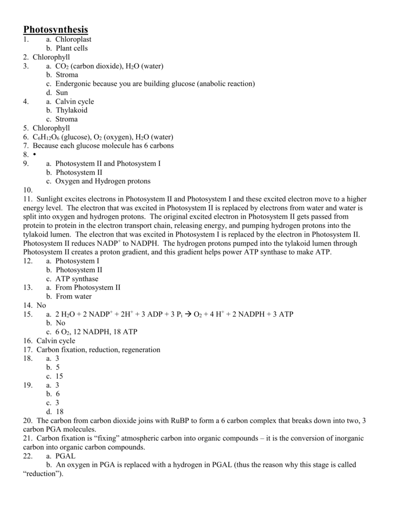 Pogil Photosynthesis Answer Key