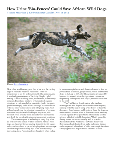 How urine bio-fences can help Africa`s wild dogs.