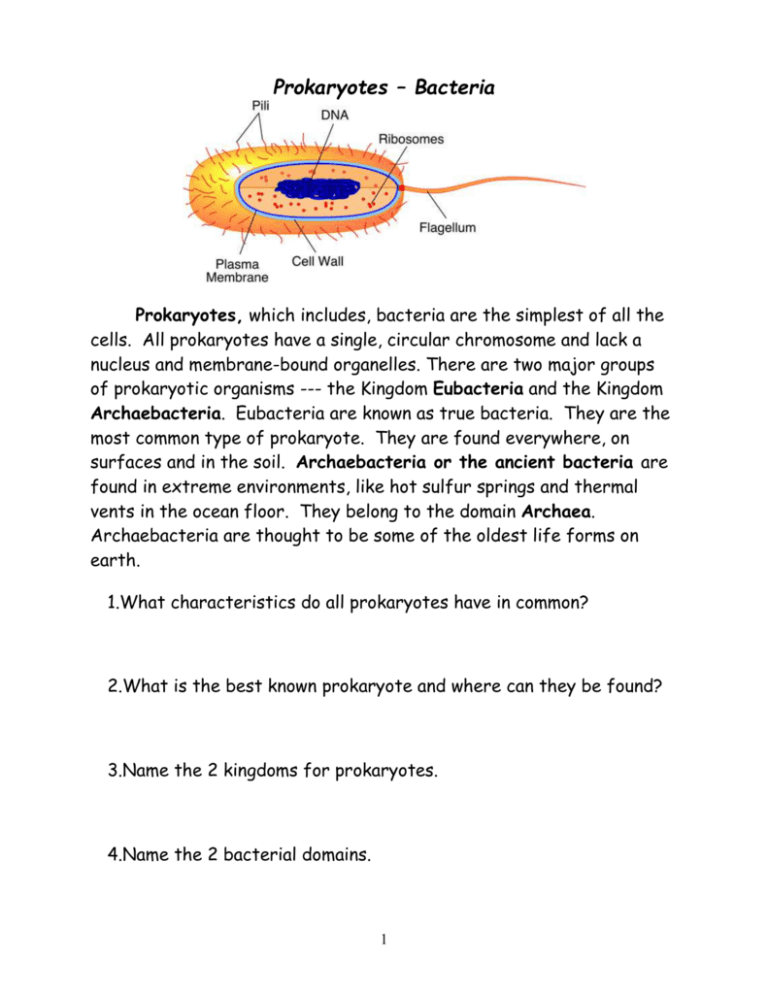 Prokaryote - Bacteria activity and coloring