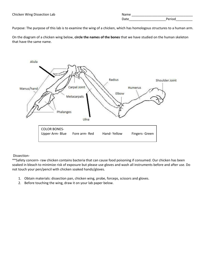 Chicken Wing Dissection Lab Name