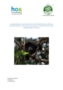 Foraging behaviour and characteristics of the Mantled Howler Monkey