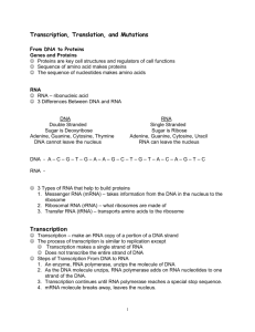 Transcription, Translation, Mutations