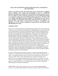 isolation of protein for western blotting and protein quantitation