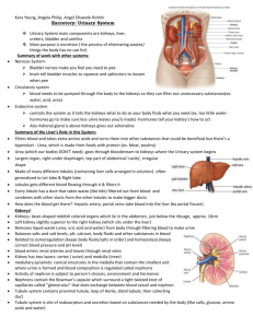 UrinarySystemHandout - kyoussef-mci