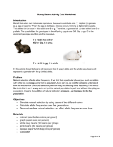 Lab Worksheet - Bunny Beans - Natural Selection Under Pressure!
