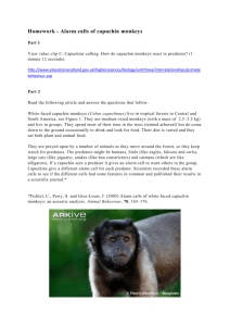 Homework - Alarm calls of capuchin monkeys