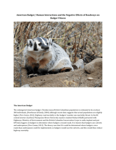 American Badger/ Human Interactions and the Negative Effects of
