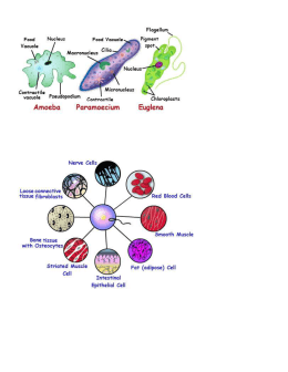 Unicellular vs. Multicellular Organisms