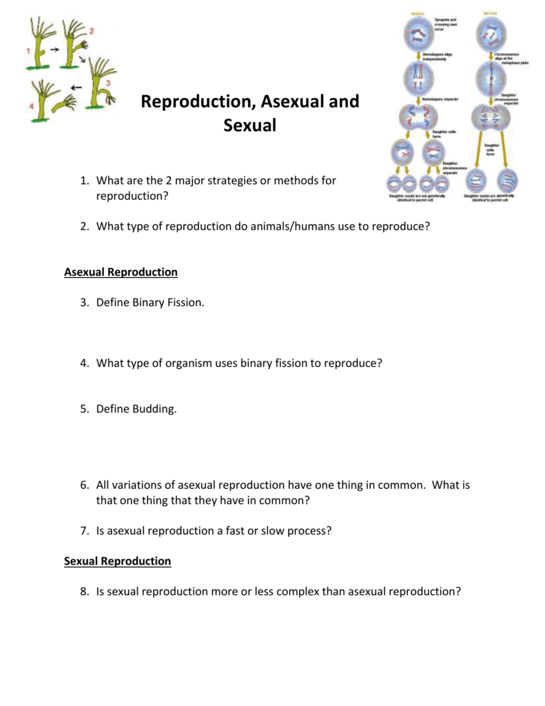 Reproduction Asexual And Sexual Reading Questions 6792