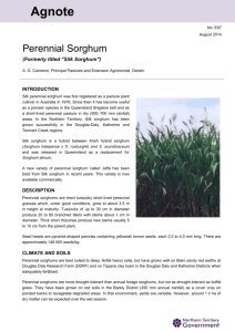Perennial Sorghum  - Northern Territory Government
