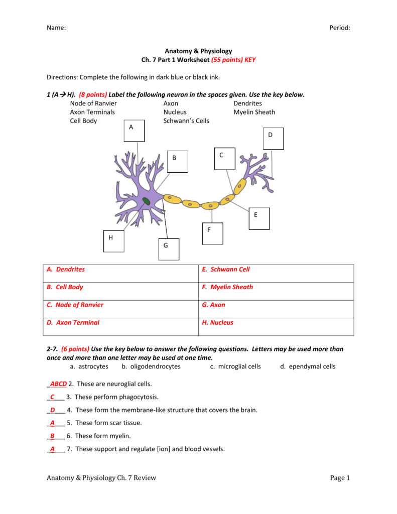 Name: Period: Anatomy Physiology Ch 7 Part 1 Worksheet (55