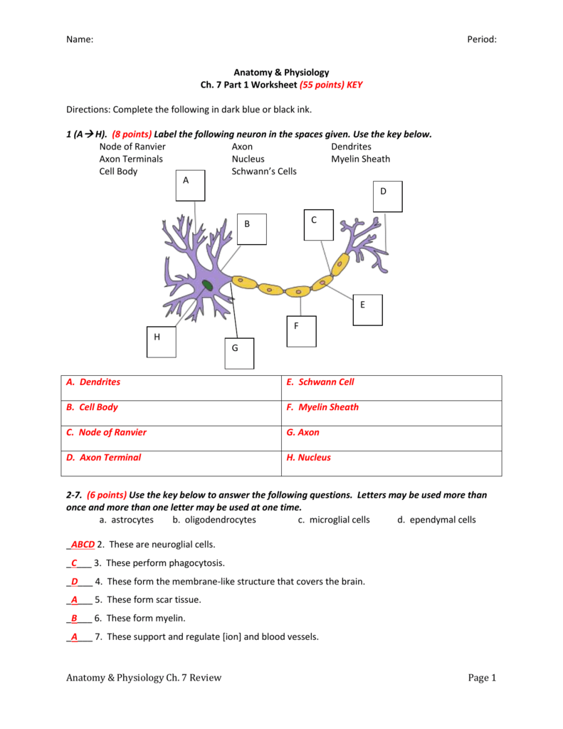 Neurons And Supporting Cells Worksheet Ivuyteq