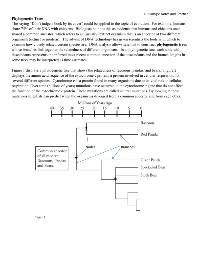 Cladogram Worksheet Answer Key Livinghealthybulletin - Worksheet