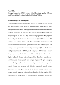 Text S1 for Ectopic Expression of Ptf1a Induces Spinal Defects