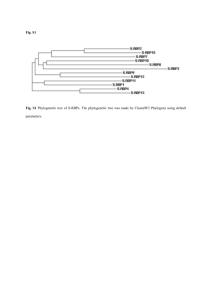Fig. S1 Fig. S1 Phylogenetic tree of S