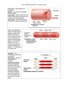 STUDY GUIDE: Skeletal Muscle – microscopic anatomy