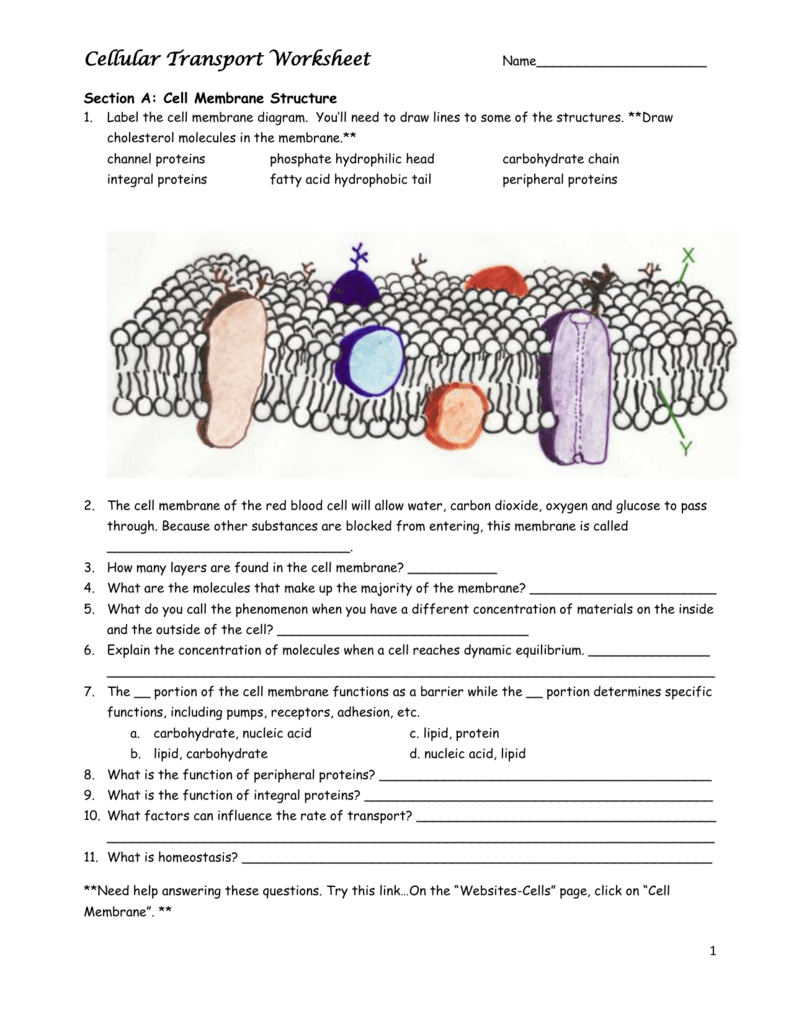 Cell Membrane And Transport Review Worksheet Answer Key