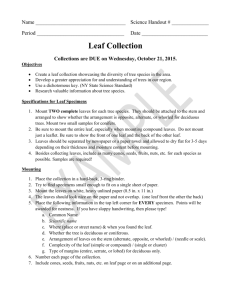 Leaf Collection Assignment