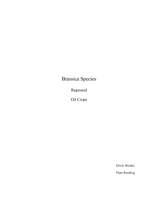 Brassica Species